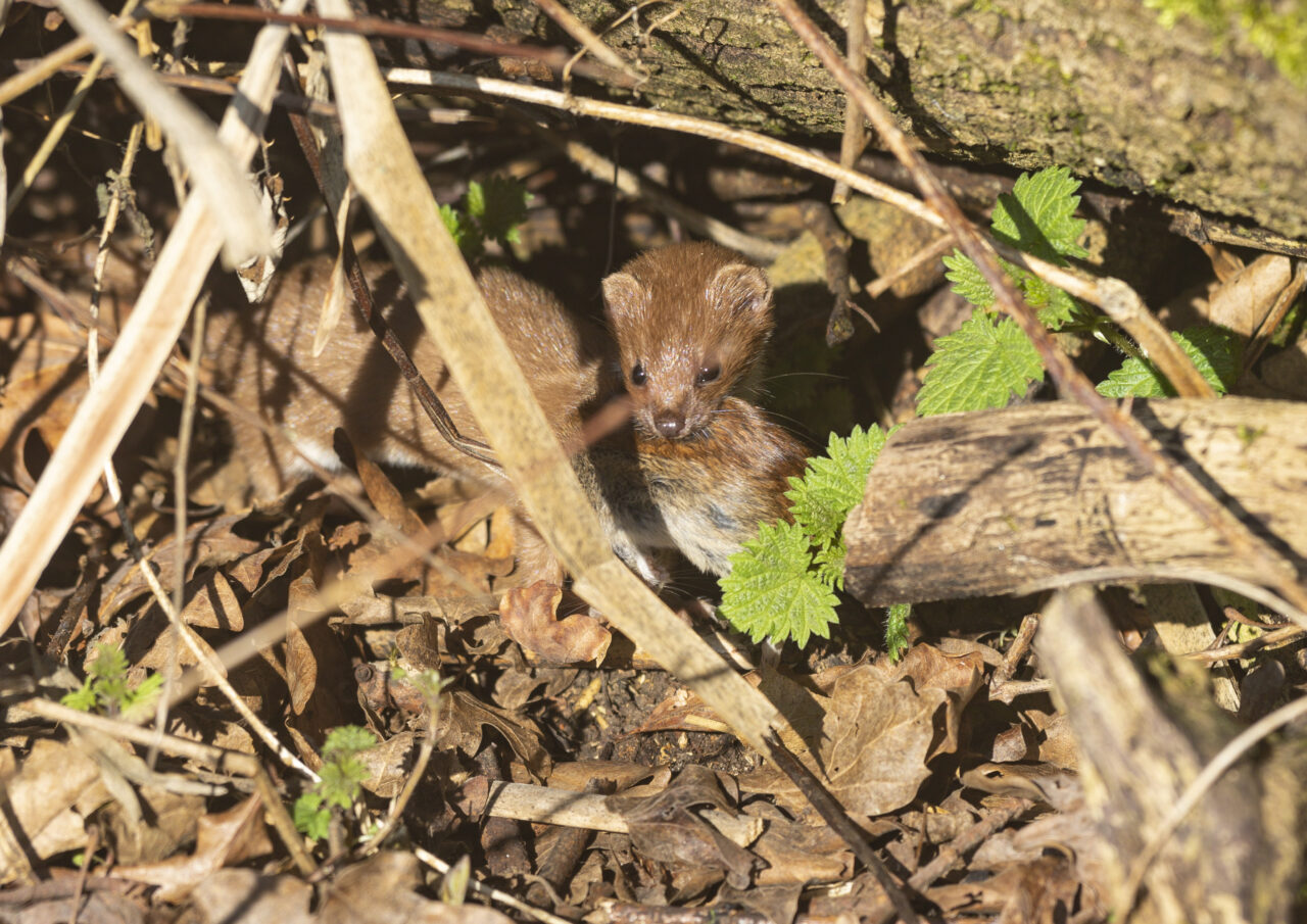 weasel with vole